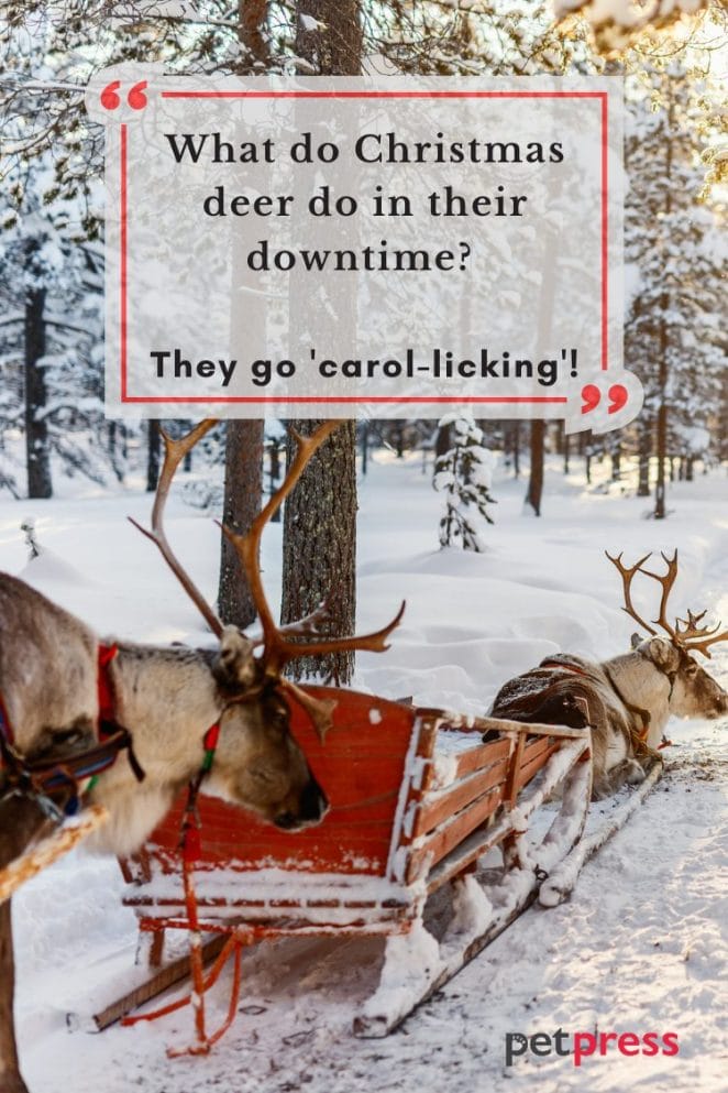 1 Funny Reindeer Christmas Quotes