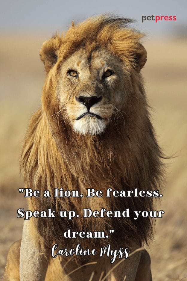 Lion Strength Quotes