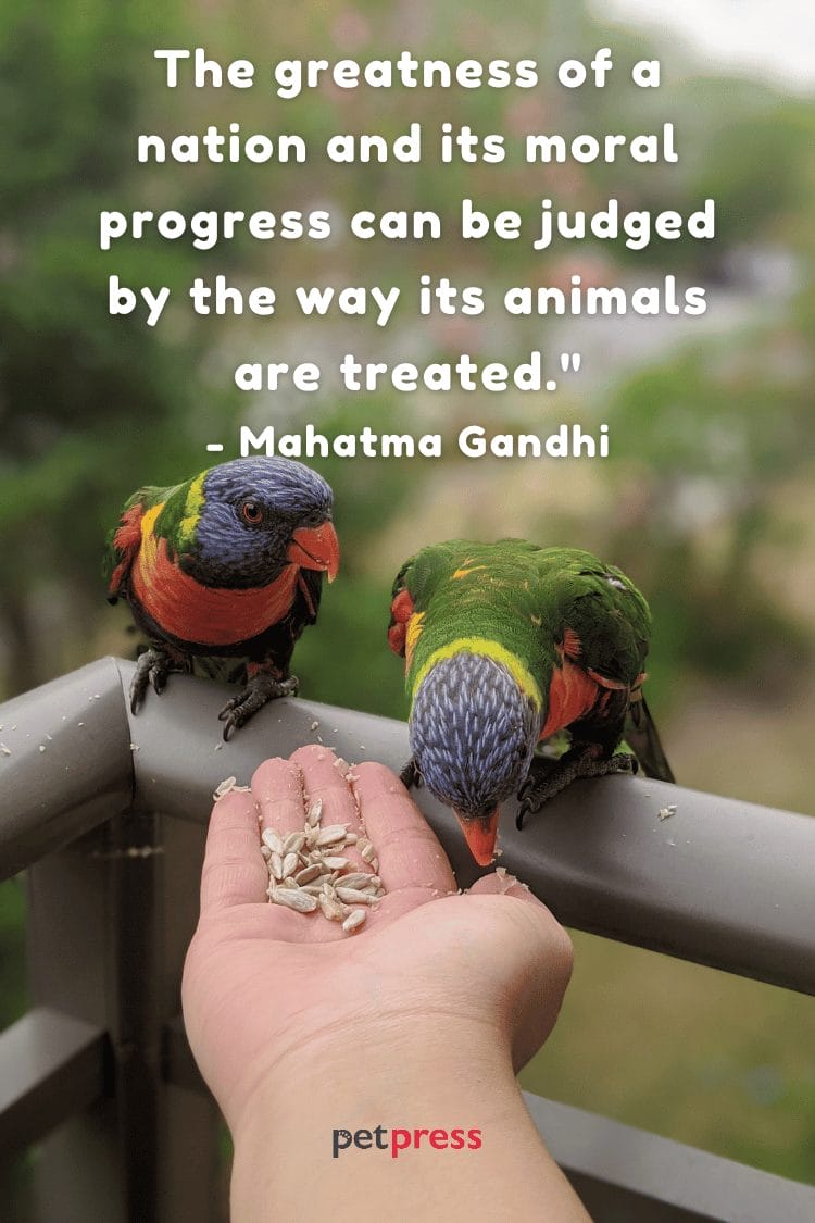 Your Daily Dose of Inspiration The Top 50 Animal Care Quotes! PetPress