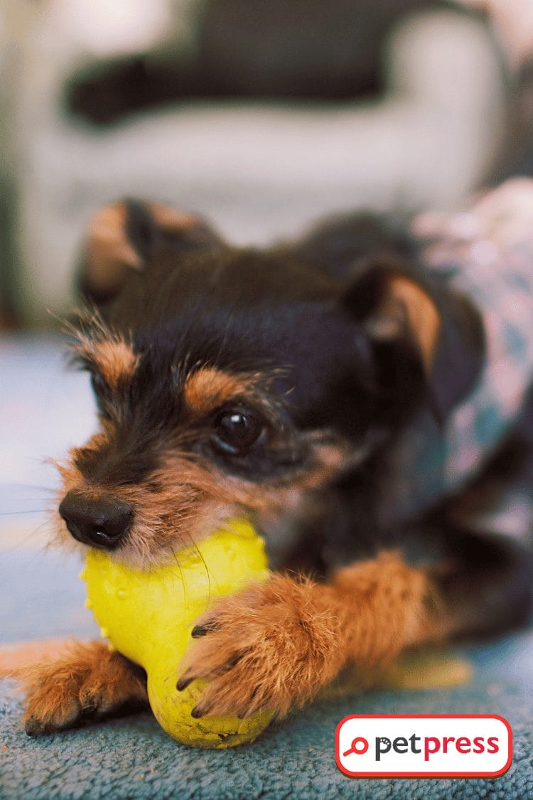 DIY Dog Toys for Power Chewers