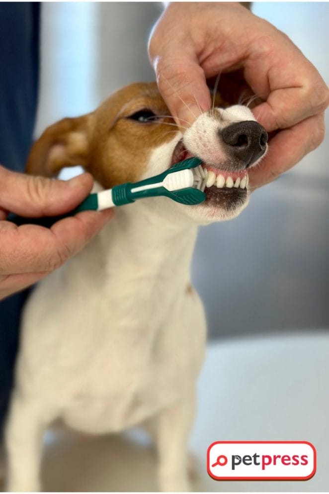 DIY Dog toothpaste