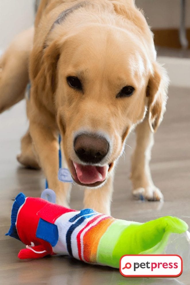 Water Bottle DIY Dog Toys