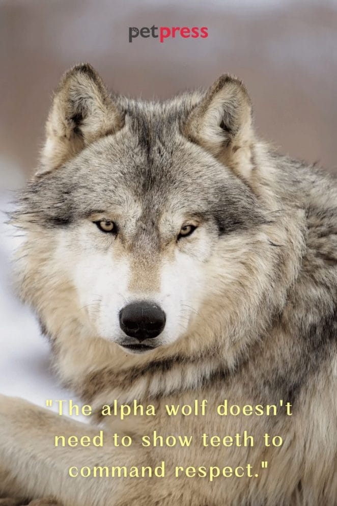 Wolf Quotes About Life