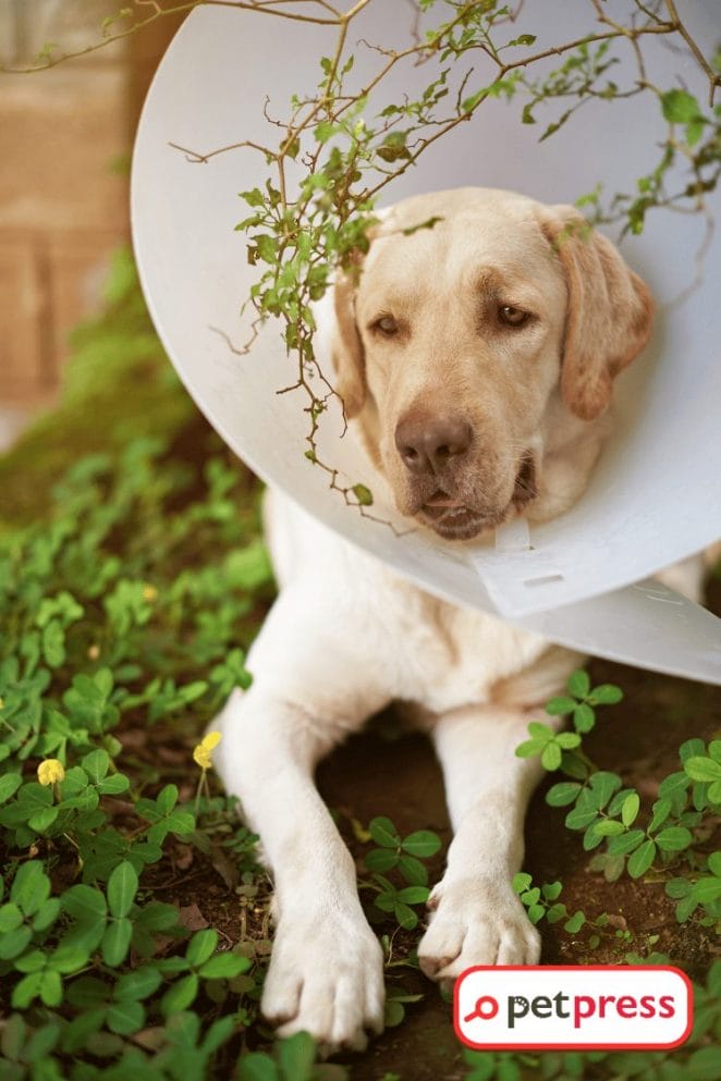 DIY Dog Cone Collars