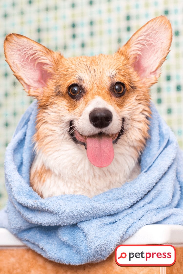 Castile soap clearance safe for dogs