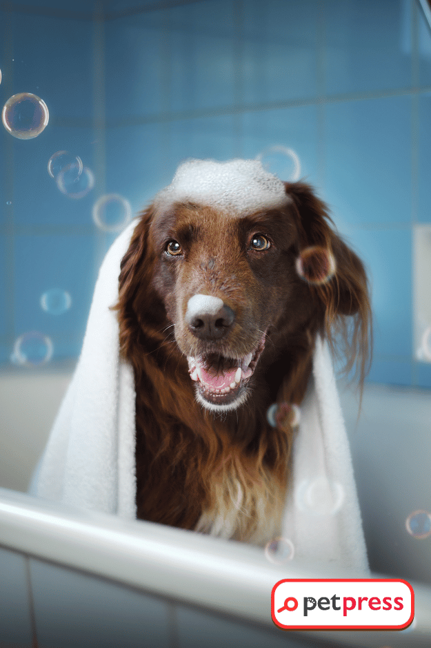DIY Dog Shampoo for Odor