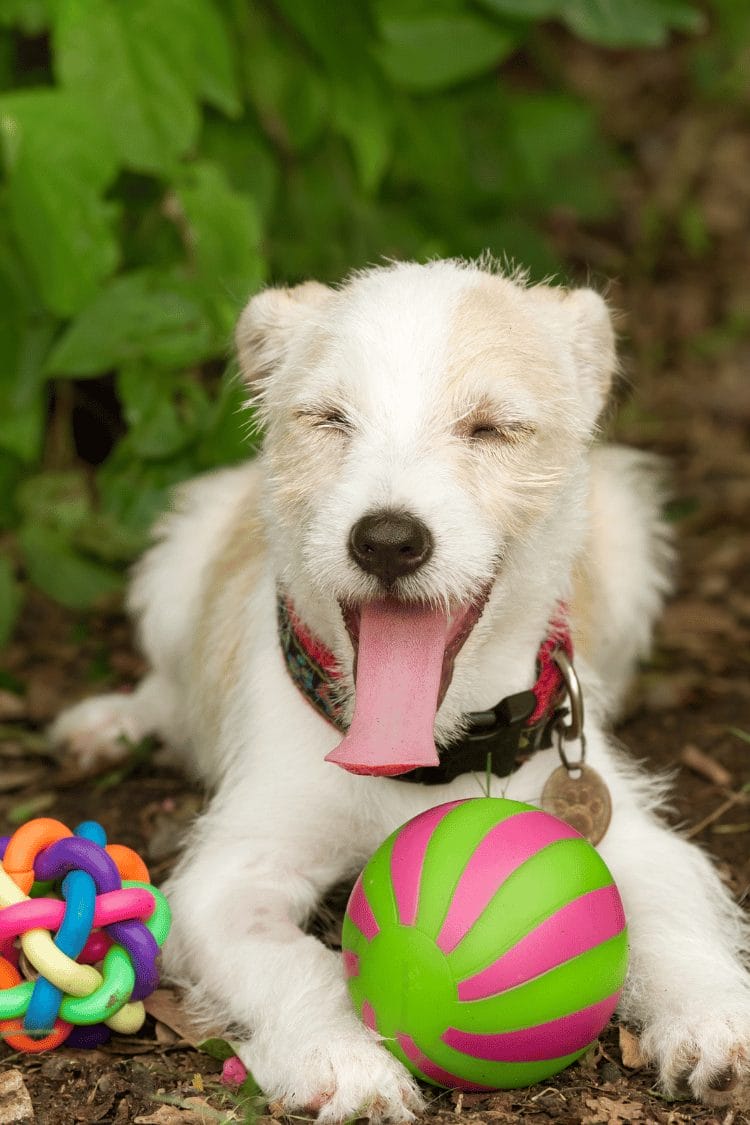 DIY Dog Toys for Power Chewers