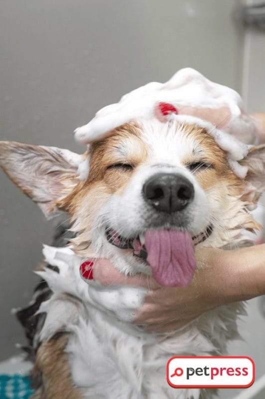 Stop the Scratch Easy DIY Dog Shampoo for Itchy Skin Revealed!