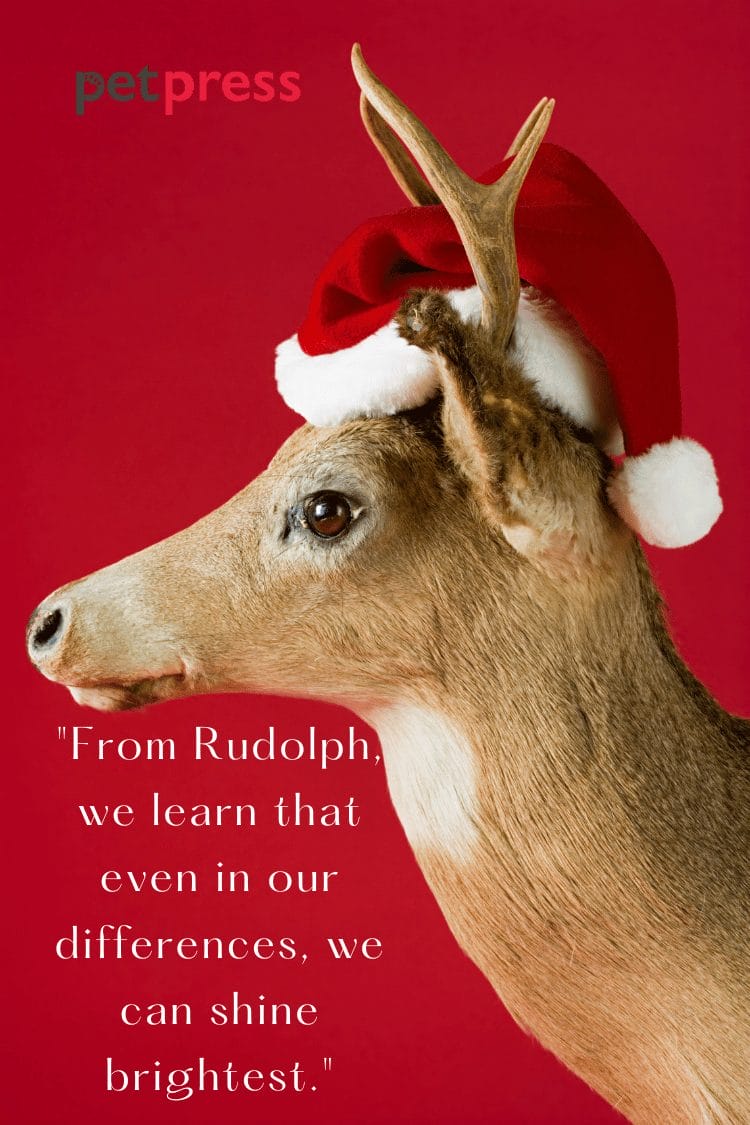 Santa Claus Reindeer Quotes