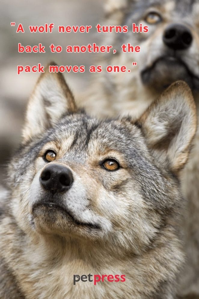 Wolf Quotes About Life