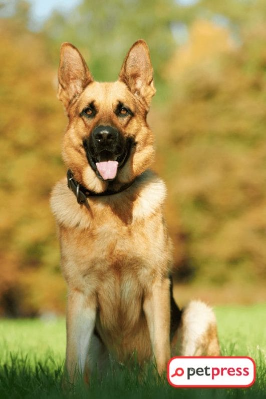 Shiny, Healthy Coat Easy DIY Dog Coconut Oil Shampoo Guide PetPress