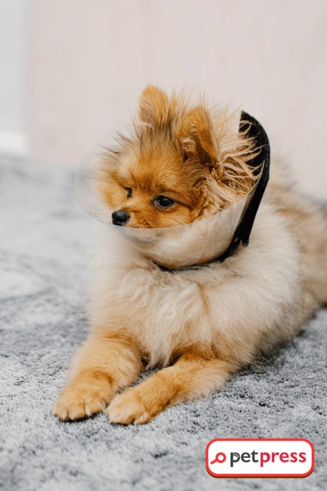 DIY Dog Cone Collars