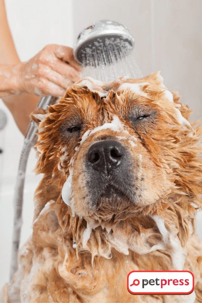 DIY Dog Shampoo Castile Soap