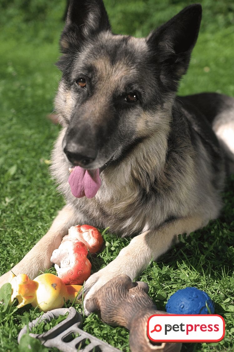 DIY Dog Toys for Power Chewers