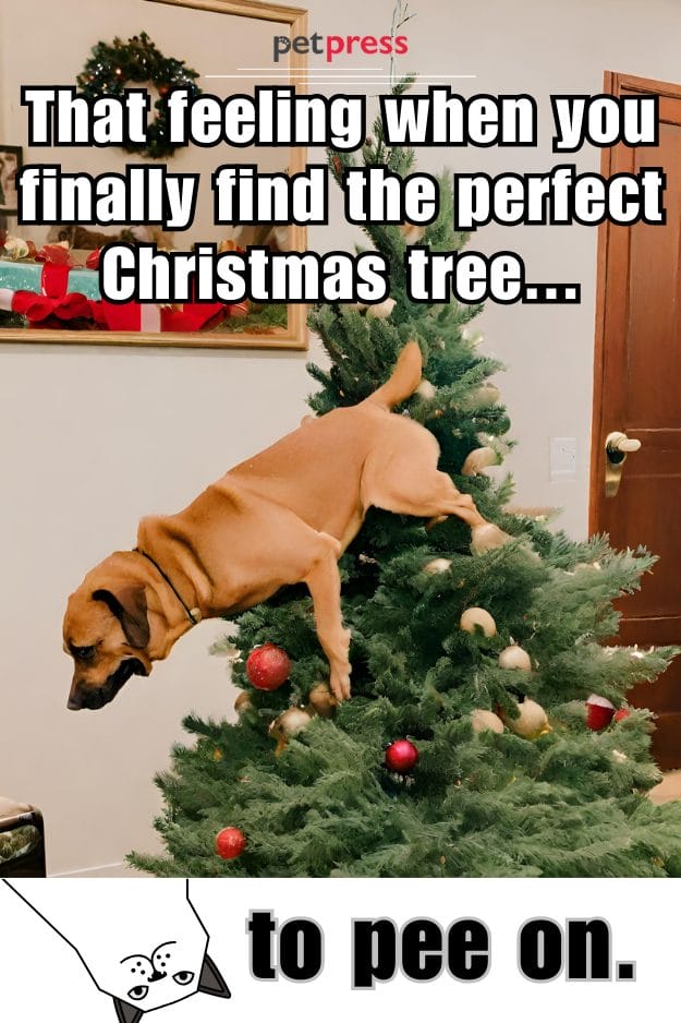 Funny Christmas Dog Quotes Memes