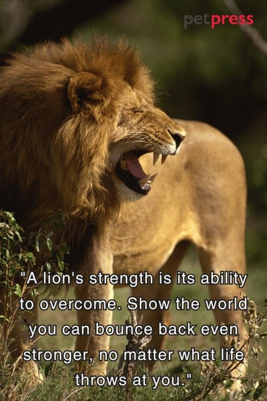 fierce-fiery-embrace-the-power-of-75-lion-strength-quotes-petpress