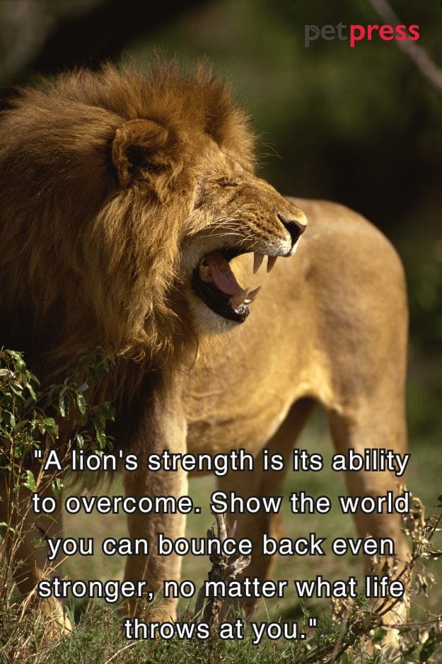 Lion Strength Quotes