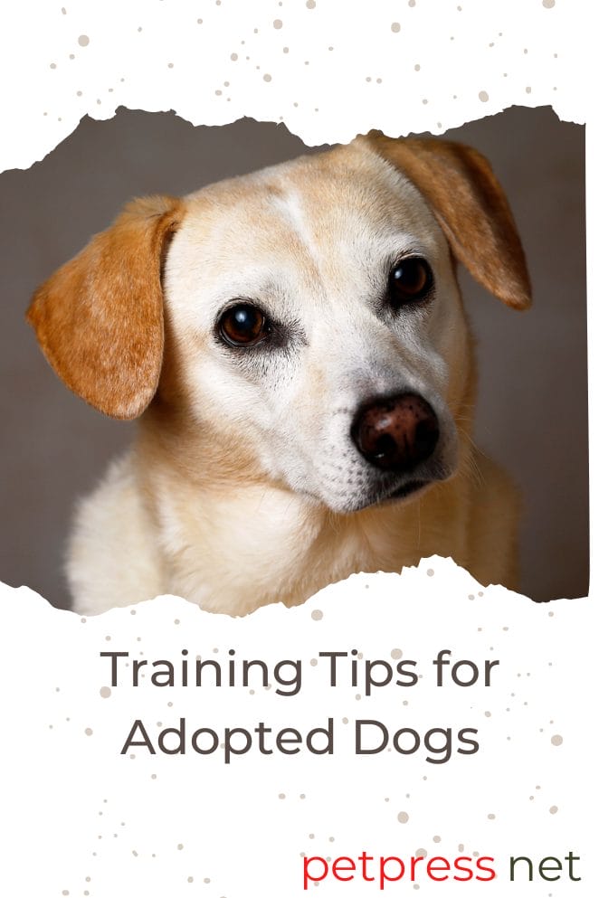 training tips for  adopted do