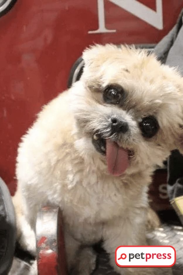 Celebrity Dogs of 2023