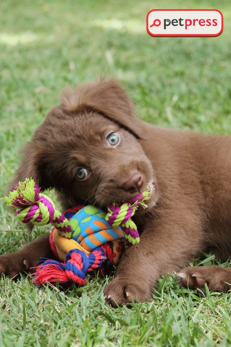 DIY Dog Toys for Power Chewers