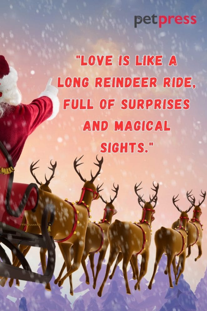 Funny Reindeer Christmas Quotes