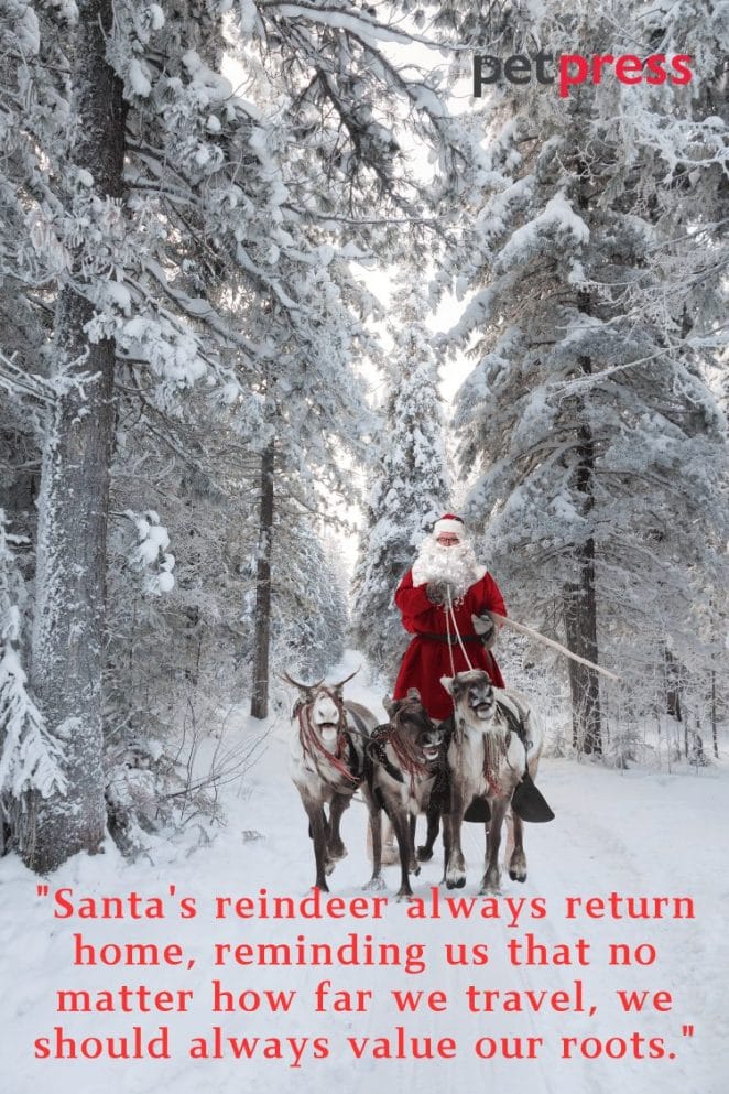Santa Claus Reindeer Christmas Quotes