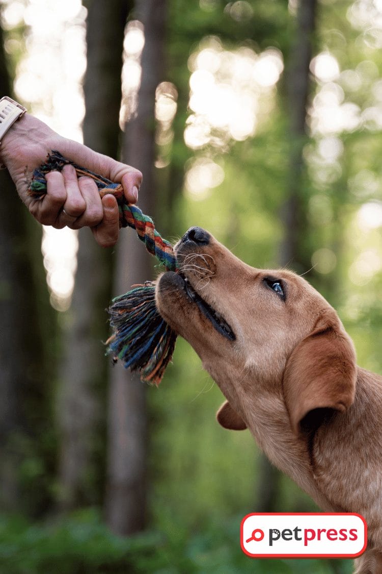 Water Bottle DIY Dog Toys