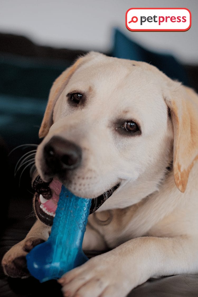 Water Bottle DIY Dog Toys