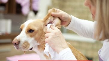 An Easy Guide to DIY Dog Ear Cleaner Say Bye to Vet Bills