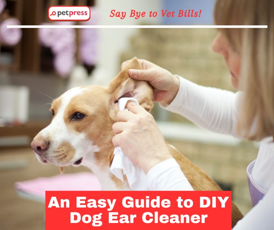 An Easy Guide to DIY Dog Ear Cleaner Say Bye to Vet Bills PetPress