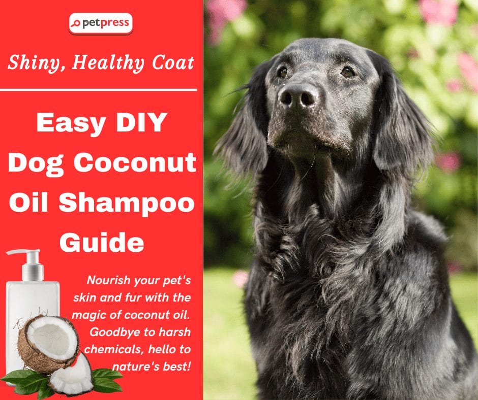 Shiny, Healthy Coat Easy DIY Dog Coconut Oil Shampoo Guide PetPress