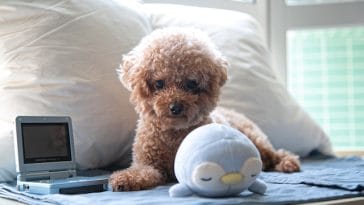DIY Dog Ramp for Bed
