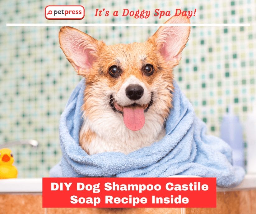 Doggy Spa Day DIY Dog Shampoo Castile Soap Recipe Inside PetPress