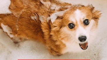 DIY Dog Shampoo for Odor