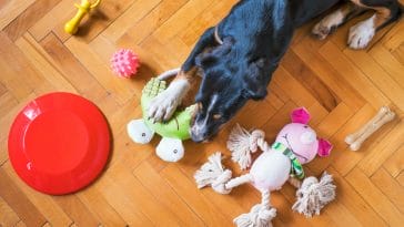 DIY Dog Toys From T-Shirt