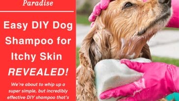 1 DIY dog shampoo for itchy skin