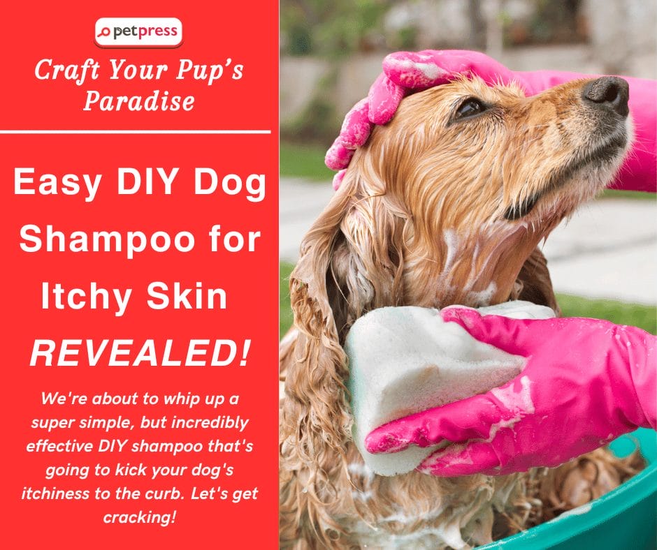 Stop the Scratch Easy DIY Dog Shampoo for Itchy Skin Revealed!