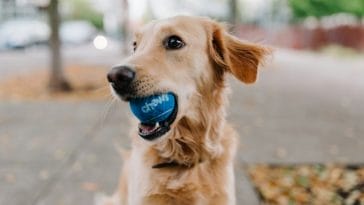 Funny Christmas Deer Quotes