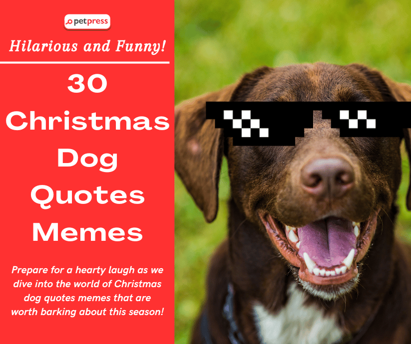 Petpress- funny dog christmas quotes memes