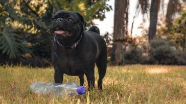 Water Bottle DIY Dog Toys
