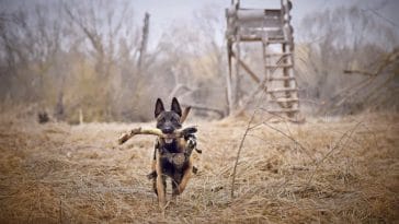 belgian-malinois
