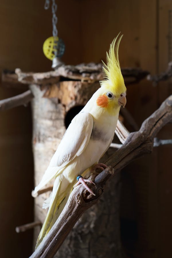 Top 10 Friendly Pet Bird Species for Every Personality
