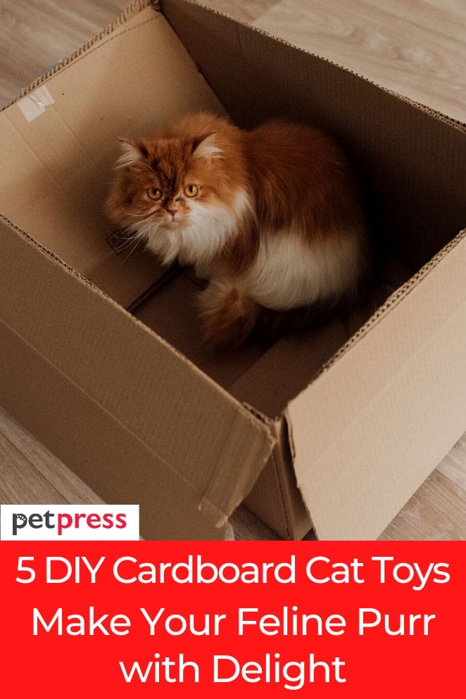 diy cat toys cardboard