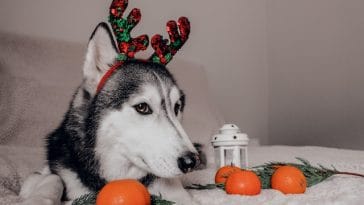 dog Christmas photoshoot