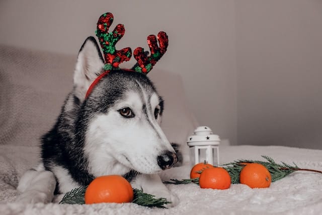 Snap Into Xmas: Best Guide to Dog Christmas Photoshoots! - PetPress