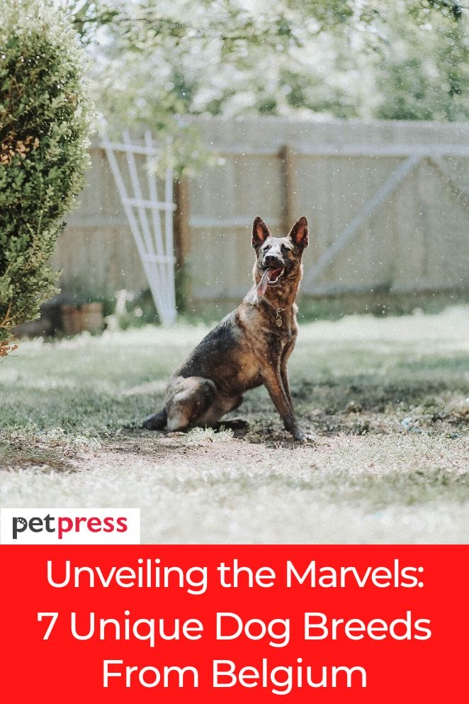 Unveiling The Marvels: 7 Unique Dog Breeds From Belgium