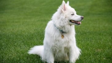 National American Eskimo Dog