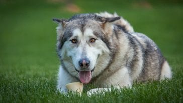 National Alaskan Malamute Day