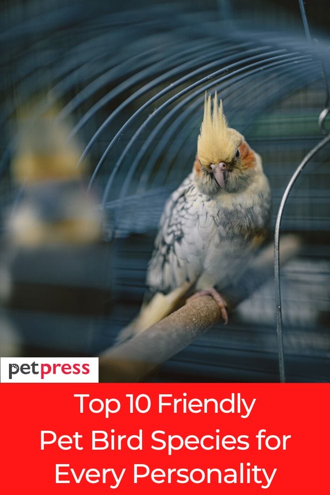 top friendly pet bird species
