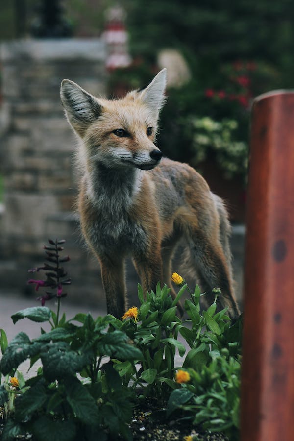 types-of-pet-foxes